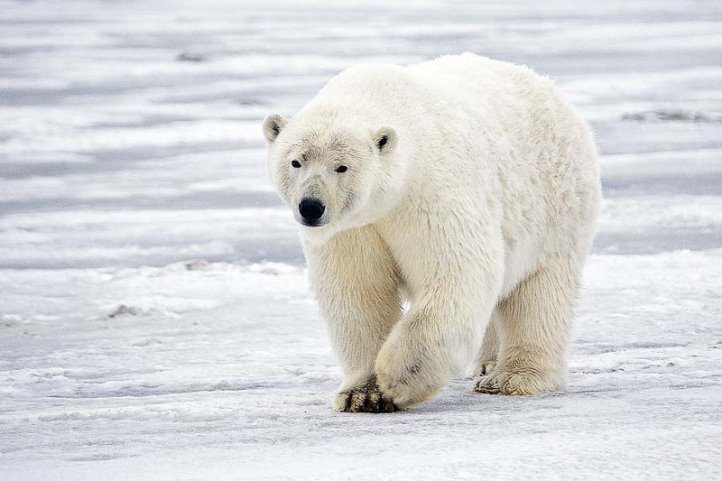 POLAR BEAR - визначення й синоніми polar bear в англійська словнику